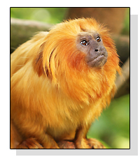 Golden Lion Tamarin  s on Pet Life Radio